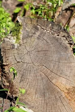 Cross Section of Old Weathered Tree Trunk with Growth Rings Against Green Grass Stock Photos