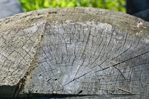 Cross Section of Old Weathered Tree Trunk with Growth Rings Against Green Grass Stock Photos