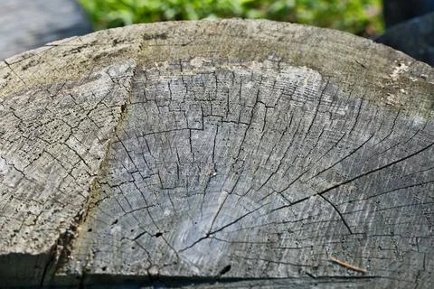 Cross Section of Old Weathered Tree Trunk with Growth Rings Against Green Grass Stock Photos