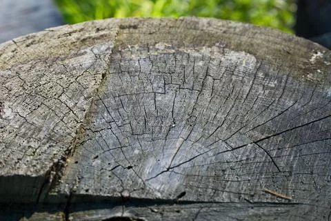 Cross Section of Old Weathered Tree Trunk with Growth Rings Against Green Grass Stock Photos