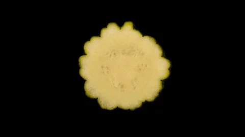 Cross section of pattypan summer squash rotating. Isolated on the white Stock Footage 98176359