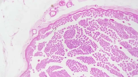 Cross section of people nervous trunk filmed in biological lab with high Stock Footage 226571695