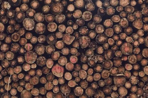 Cross section of piled up logs Stock Photos