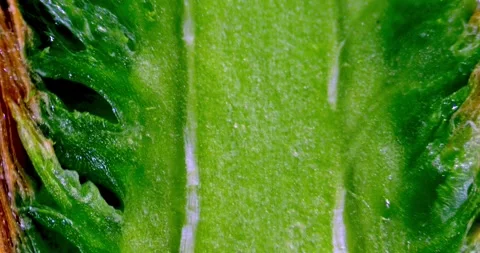 Cross Section Pine Bud Structure Botanical Macro Detail Internal Tissue Growth 库存影片 330954610