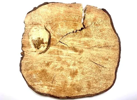 Cross section of pine tree stump on white background. Wooden slice of piece of Stock Photos