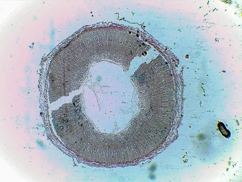 Cross-section of a plant stem under microscope Stock Photos