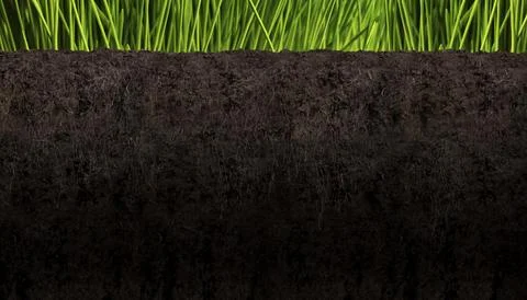 Cross section profile of grass roots and soil close-up Stock Illustration