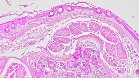 Cross section of rat tail filmed under microscope 100x against bright field Stock Footage 222558824