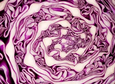 Cross section of a red cabbage background. Stock Photos