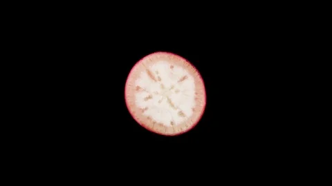 Cross section of a red radish. Rotating on the turntable. Isolated on the black Stock Footage 97392508