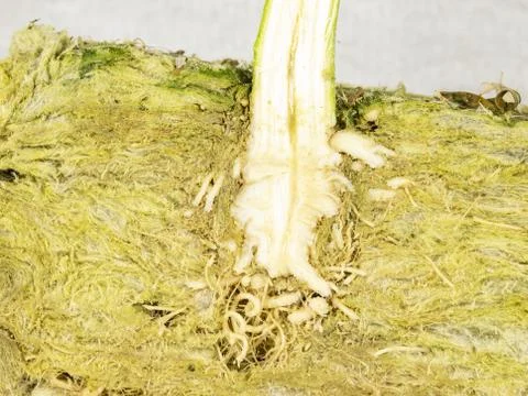 Cross section of root ball and stem of CBD hemp Stock Photos