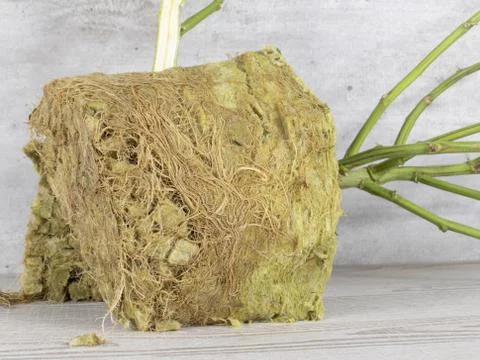 Cross section of root ball and stem of CBD hemp Stock Photos