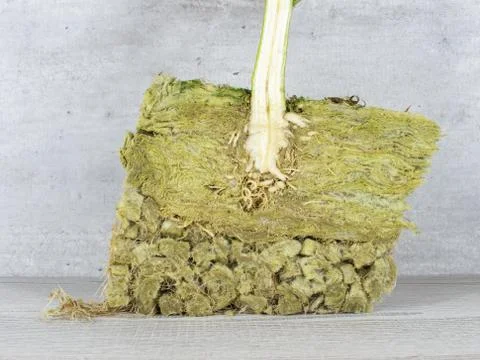 Cross section of root ball and stem of CBD hemp Stock Photos