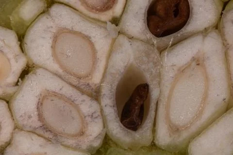 A cross-section of a rosehip fruit with seeds Stock Photos