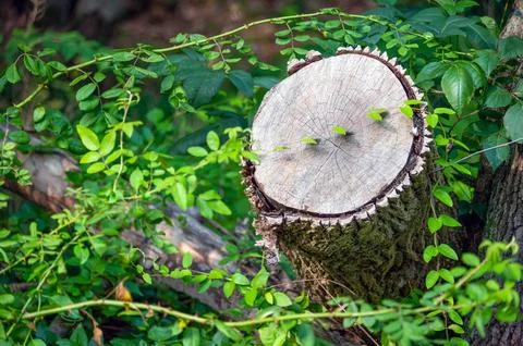 Cross section of sawed tree with visible rings in green woodland brush Stock Photos