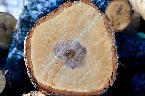 Cross-section of a sawn birch Stock Illustration