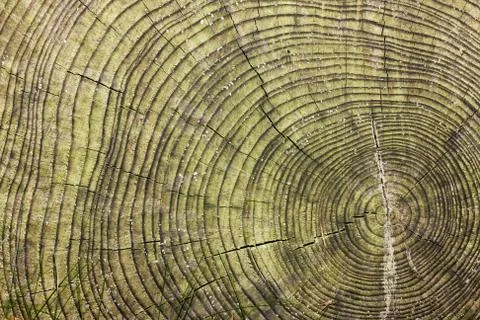 Cross section of sawn tree trunk Stock Photos