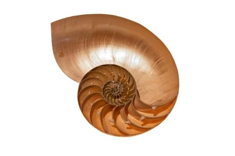 Cross section of the shell of a Nautilus. The nautilus is a pelagic marine mollu Stock Photos