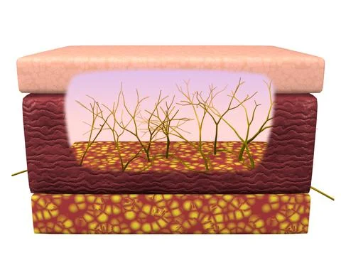 Cross section of skin nerve cells within three layers of human skin Stock Illustration