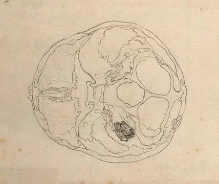 Cross-section of a skull including detail of inner ear. Pencil drawing, aft.. Stock Illustration