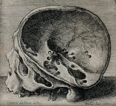 Cross-section of skull in profile view, showing the intercranial nerves and.. Stock Illustration
