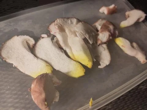 Cross-section of Slimy Spike-Caps Wild Mushrooms Before Cooking, Close Up Stock Photos