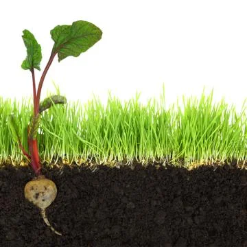 Cross-section of soil and grass with beetroot isolated Stock Illustration