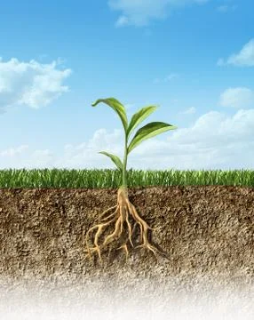 Cross section of soil with grass and a green plant in the middle, with its ro Stock Illustration