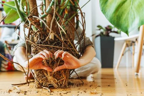 Cross section of soil, monstera with roots Stock Photos