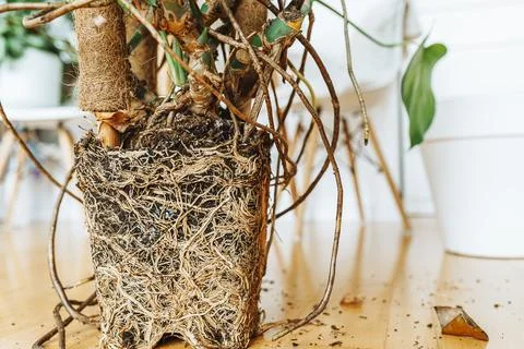 Cross section of soil, monstera with roots Stock Photos