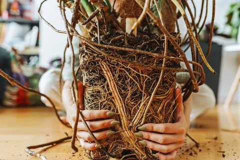 Cross section of soil, monstera with roots Stock Photos