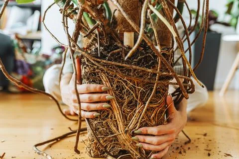 Cross section of soil, monstera with roots Stock Photos