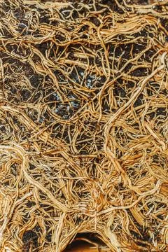 Cross section of soil, monstera with roots Stock Photos