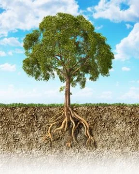 Cross section of soil showing a tree with its roots. Stock Illustration