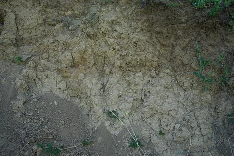 Cross-section in the soil. Texture layers of the earth. Stock Photos