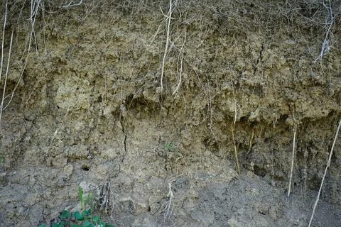 Cross-section in the soil. Texture layers of the earth. Stock Photos