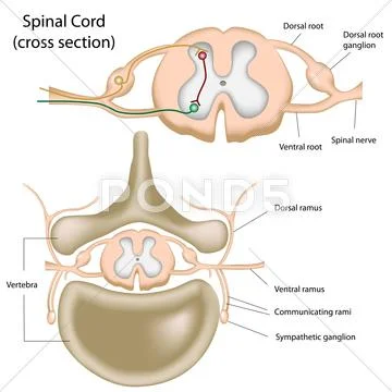 Cross section of the spinal cord Stock Illustration