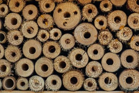 Cross section of stacked cut tree trunks. Background concept image. Foto stock