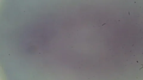 Cross-section of the stem Winter Jasmine under a microscope (Eloden Stem C.S.)  Stock Footage 47058216