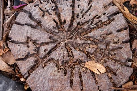 Cross section surface log decay. Foto stock