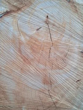 Cross Section Texture of Cut Tree Stump Log Stock Photos