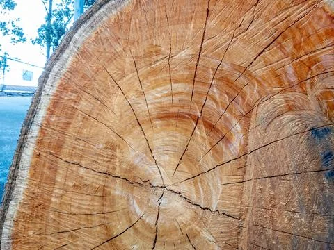 Cross section textured close-up view of a sawn off tree base left by the road Stock Photos