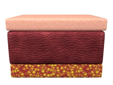Cross section of the three layers of human skin: epidermis, dermis and イラスト素材