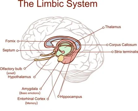 Cross section through the brain showing the limbic system and all related str Illustration