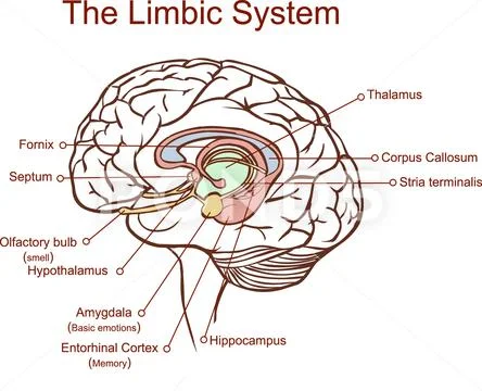 Cross section through the brain showing the limbic system and all ...