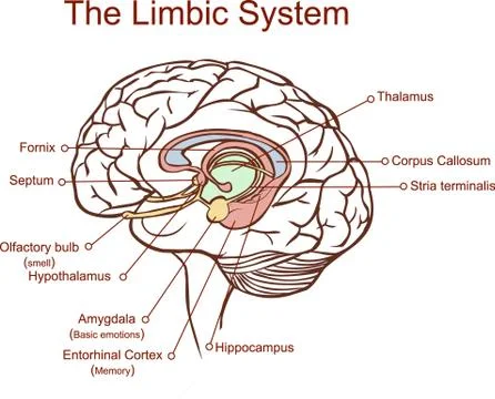 Cross section through the brain showing the limbic system and all related str Illustrazione stock