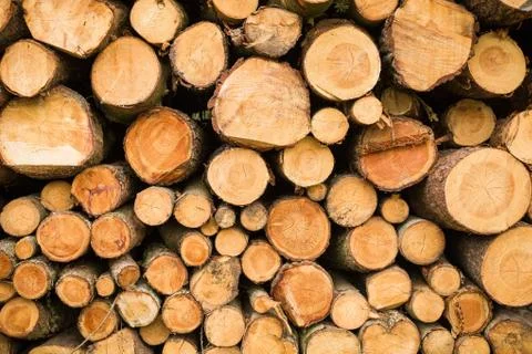 Cross section of the timber, cut trees, firewood stack for the background. Stock Photos