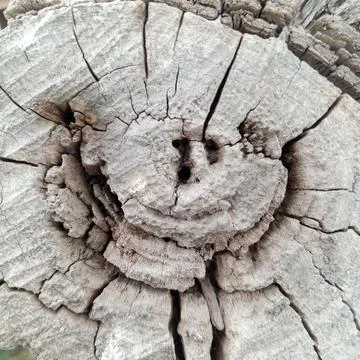 Cross section top down view old cut wooden log circular rings Stock Photos