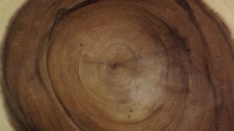 Cross section of the tree with age rings. Circular piece of wood cross sectio Stock Footage 171769394