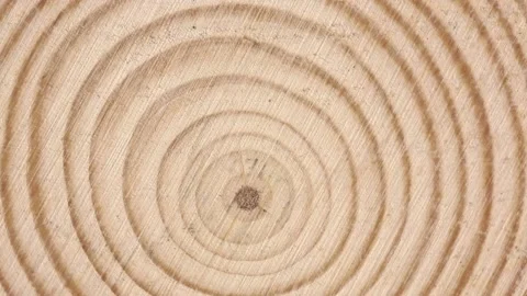 Cross section of tree branch Stock Footage 149579245